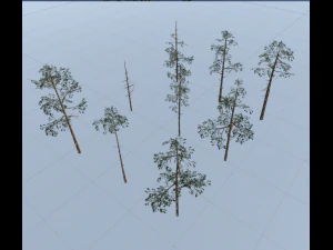 scots pine trees package 3D Model