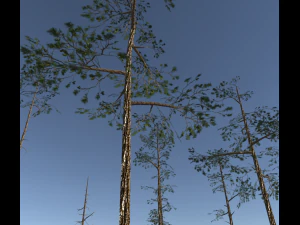 scots pine trees package 3D Model