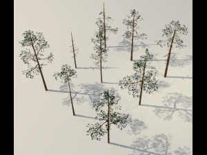 scots pine trees package Modèle 3D