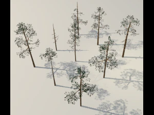 scots pine trees package 3D Model