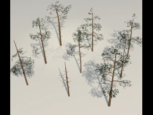 scots pine trees package 3D Model