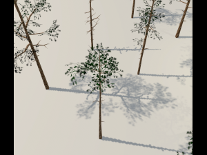scots pine trees package Modèle 3D