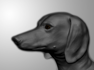 realistic dachshund model 3D Model