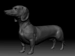 realistic dachshund model 3D Model
