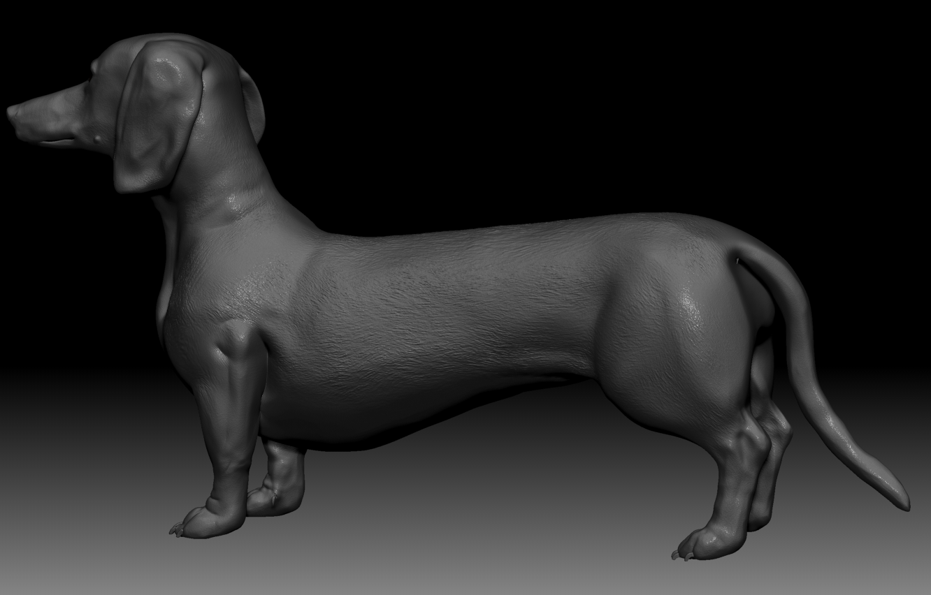 Realistic Dachshund Model 3D Модель In Собака 3DExport