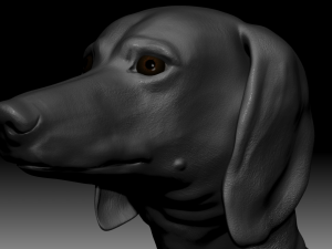 realistic dachshund model 3D Model