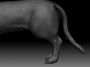 realistic dachshund model 3D Model