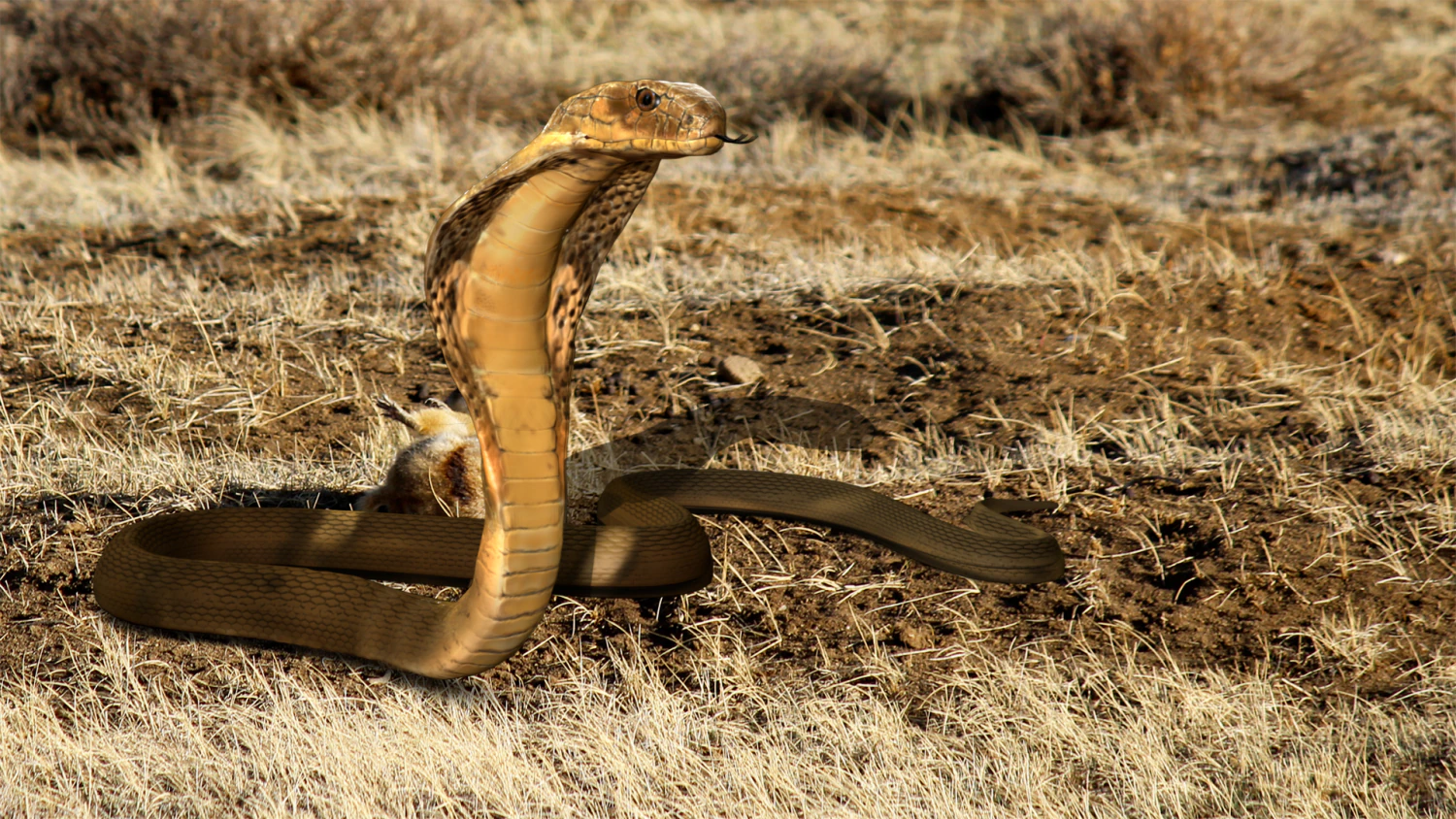 realistic king cobra - rigged 3D Model .c4d .max .obj .3ds .fbx .stl .blend