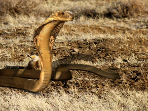 cobra-real realista - manipulada Modelo 3D