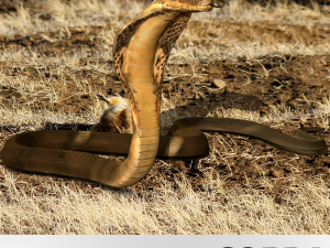 realistic king cobra - rigged 3D Модель