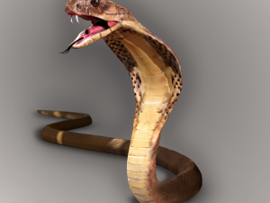 realistic king cobra - rigged 3D Модель