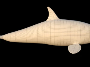baleia assassina - orca Modelo 3D