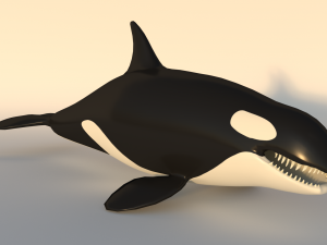 killer whale - orca 3D Model