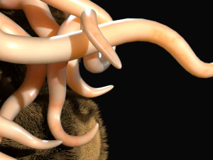 tentacle bear - high and low poly 3D Model