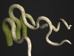 rigged tentacle set with pbr and non-pbr textures 3D Model