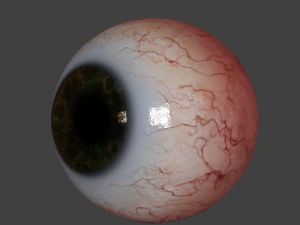 eyeball realistic 3D Model