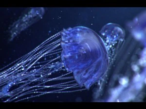 meduse animate Modello 3D