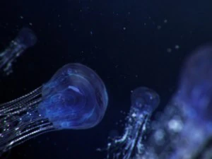 jellyfish animated 3D Model