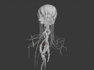 jellyfish animated 3D Модель