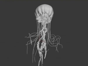 jellyfish animated 3D Model