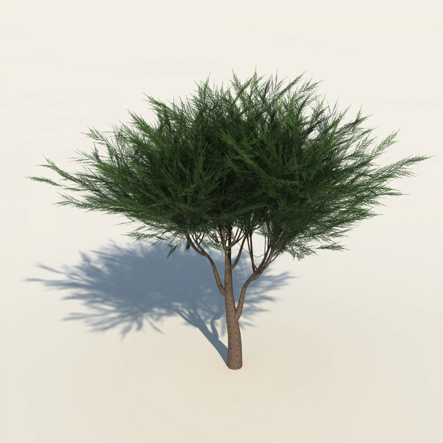 umbrella pine tree 3D Model .c4d .max .obj .3ds .fbx .stl .blend 