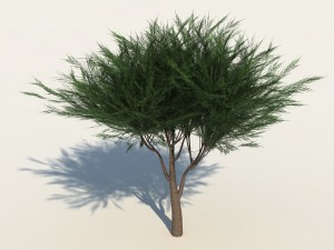 umbrella pine tree Modello 3D