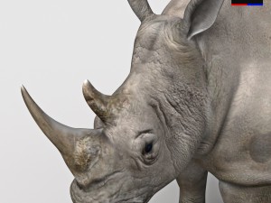 realistic rhinoceros 3D Model