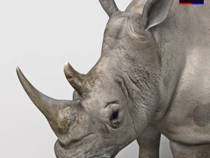 realistic rhinoceros 3D Model