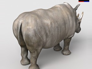 realistic rhinoceros 3D Model