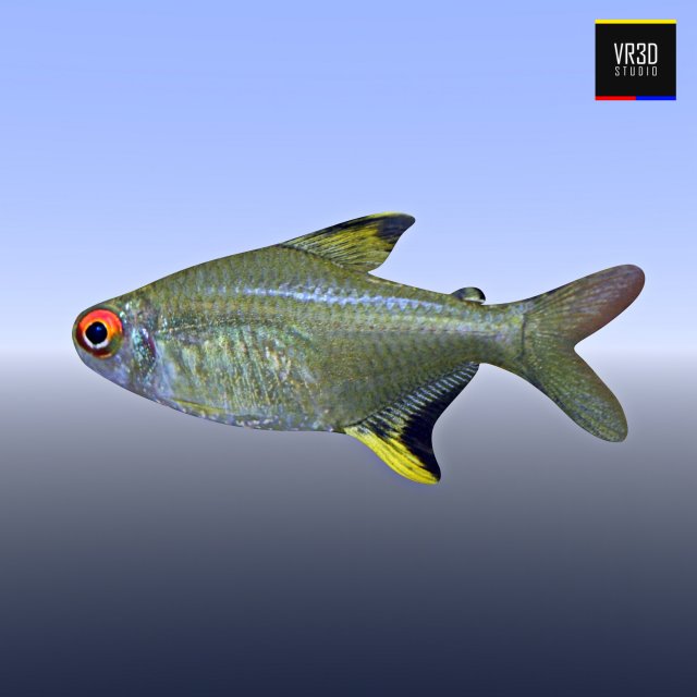 realistic river fish 3D Модель .c4d .max .obj .3ds .fbx .stl .blend 