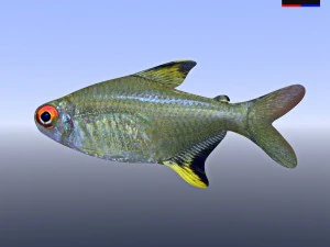 peixe de rio realista Modelo 3D