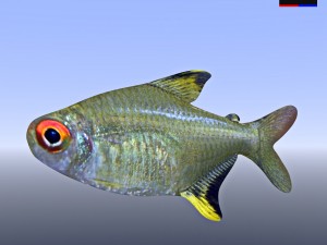 realistic river fish 3D Модель