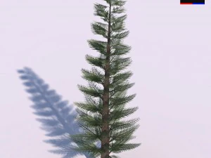 Kiefer - Nadelbaum 3D Modell