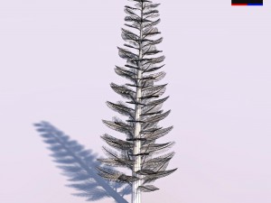 pine tree - conifer 3D Model