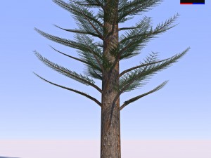 pine tree - conifer 3D Model