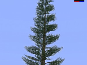 pine tree - conifer 3D Model