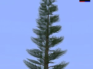 pine tree - conifer 3D Model
