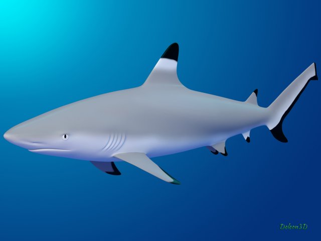 blacktip reef shark 3D मॉडल .c4d .max .obj .3ds .fbx .stl .blend 