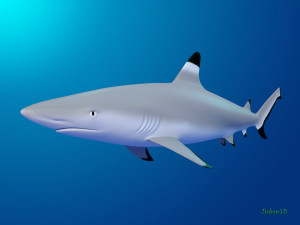 blacktip reef shark 3D मॉडल
