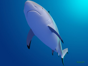 blacktip reef shark 3D मॉडल