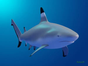 blacktip reef shark 3D मॉडल
