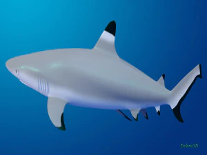 blacktip reef shark 3D Model