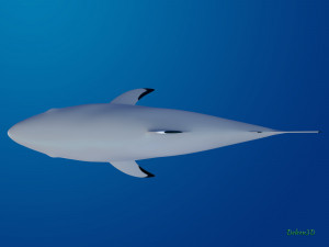 blacktip reef shark 3D मॉडल