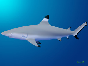blacktip reef shark 3D मॉडल