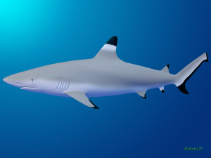 blacktip reef shark 3D मॉडल