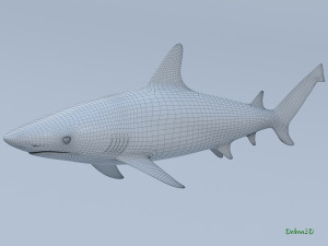 blacktip reef shark 3D मॉडल