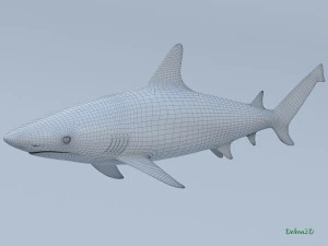 blacktip reef shark 3D Model