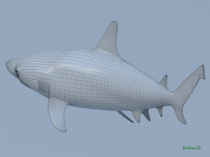 blacktip reef shark 3D मॉडल