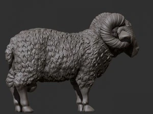 ram 3D Model