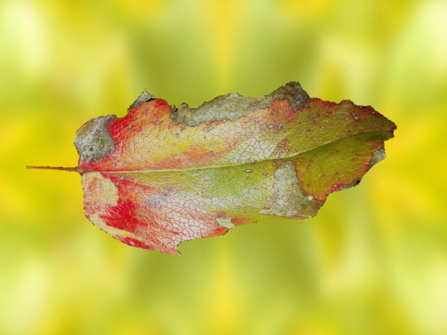 sheet 3D 模型 .c4d .max .obj .3ds .fbx .stl .blend 
